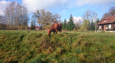 Fot. CKM. Ostatnia krowa w Kocie. 2017